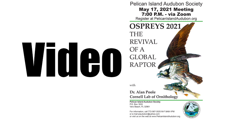 VIDEO: Ospreys 2021 – The Revival of a Global Raptor with Alan Poole, Ph.D.