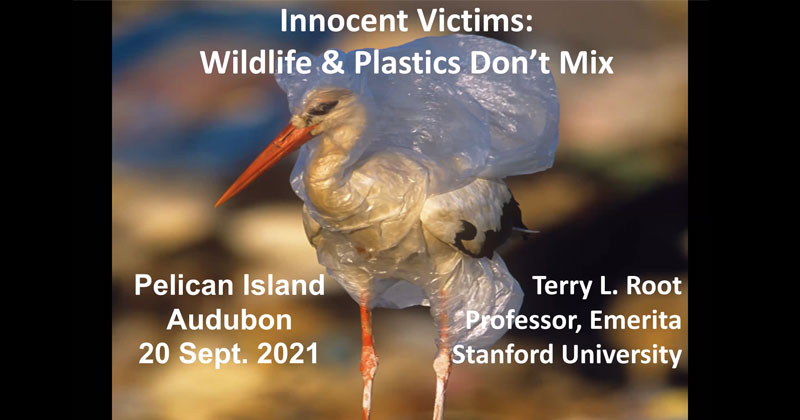 Watch Meeting Video – Innocent Victims: Wildlife & Plastic with Terry Root, Ph.D.