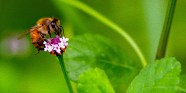 Honey bee Pelican Island Audubon Society